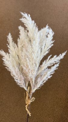 Pampas grass bundle x3