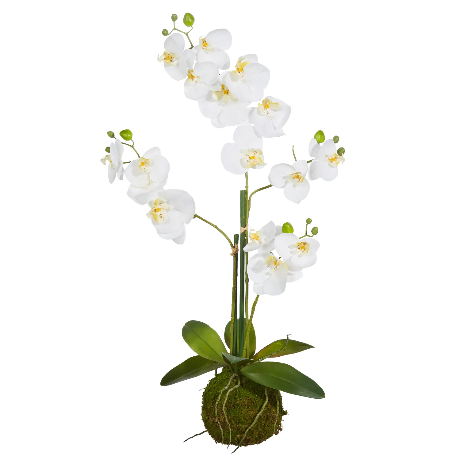 32" WHITE ORCHID WITH MOSS BALL