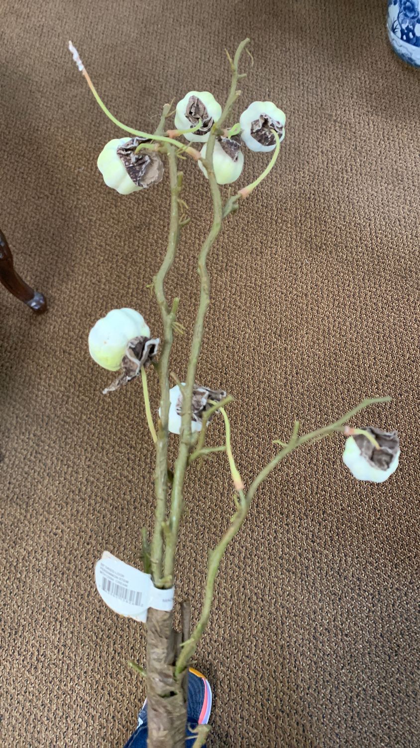 33” both I guess I’ve only come across one thing, but there’s gotta be more than one thing on our floor from Canoe dried look persimmon stem
