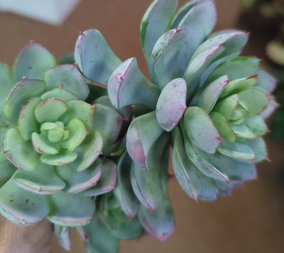 Tropical Succulent 7"