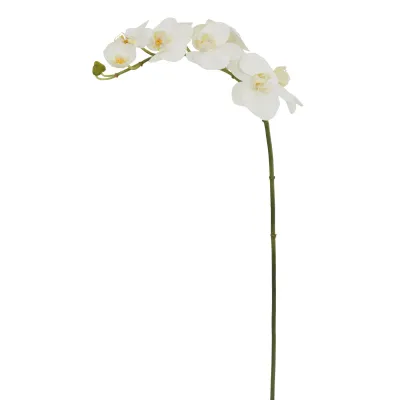 ORCHID PHALAENOPSIS 33'' TWO-TONE WHITE