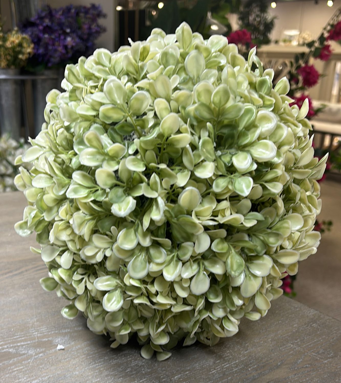 VARIEGATED BOXWOOD BALL