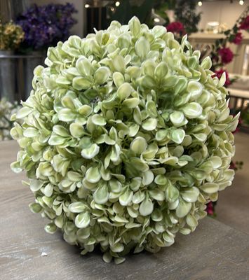 VARIEGATED BOXWOOD BALL