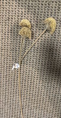 25" ALLIUM SPRAY
