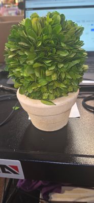 BALL BOXWOOD POT 7''