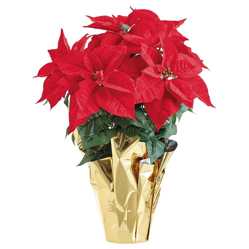 26" RED VELVET POINSETTIA