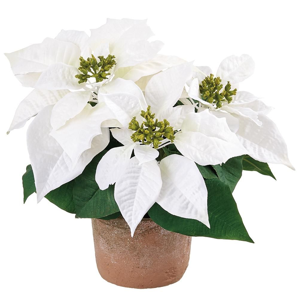11.5"POINSETTIA IN CLAY POT