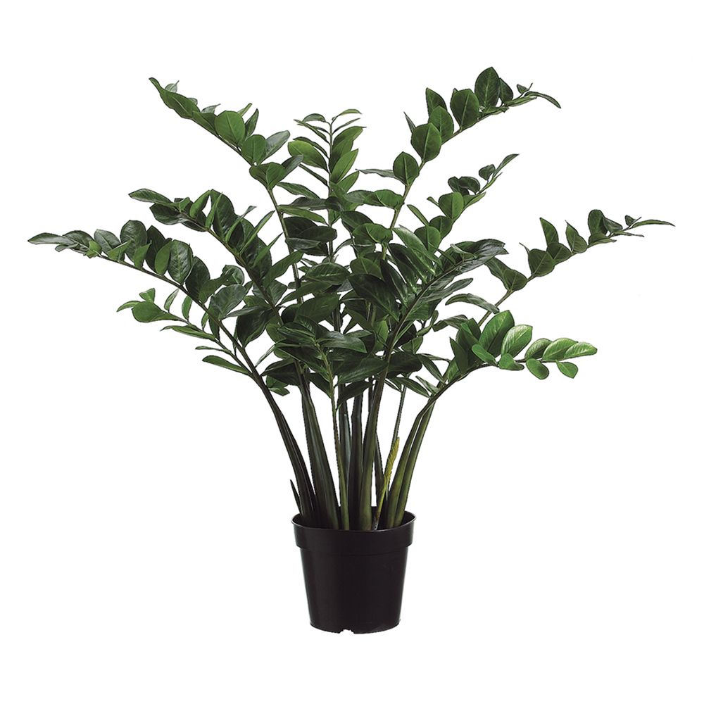 3'ZAMIOC.ZAMII.PLANT (P)GR/TT