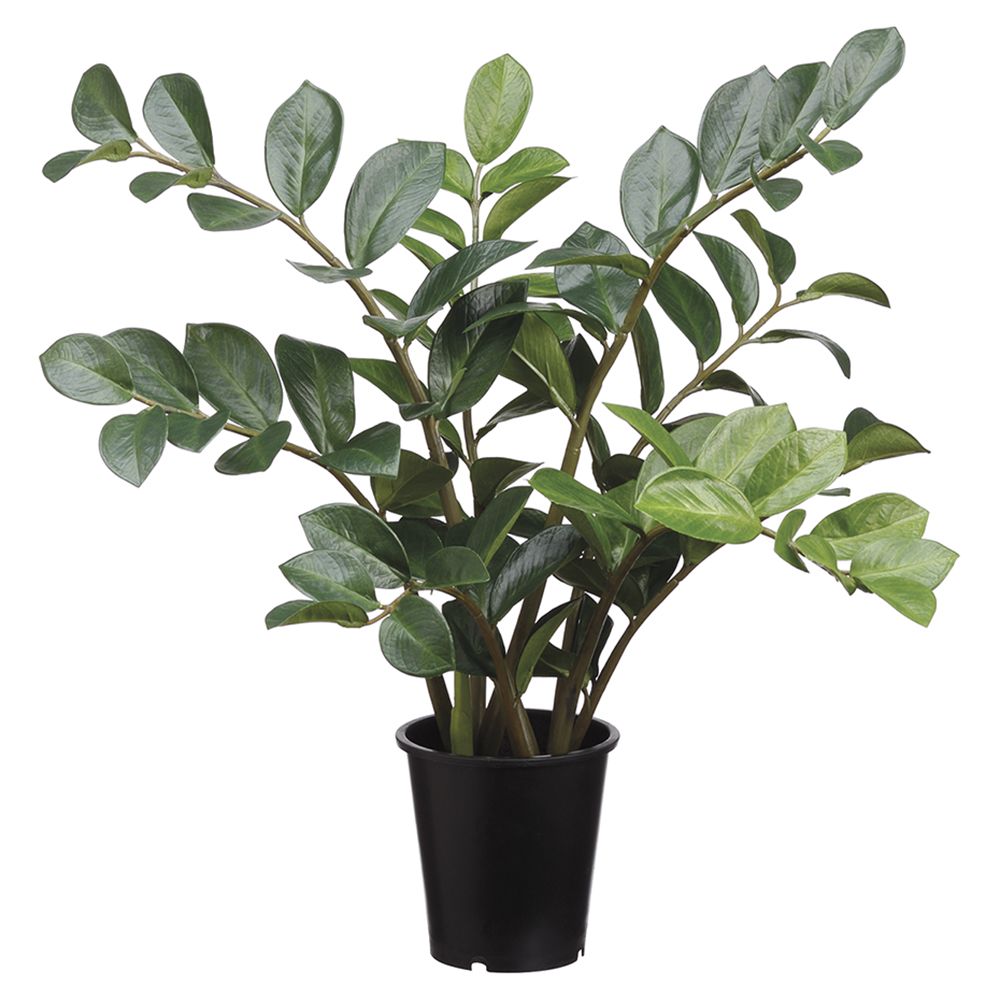 27" ZAMIOCULCAS IN POT GR