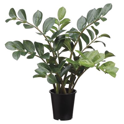 27" ZAMIOCULCAS IN POT GR