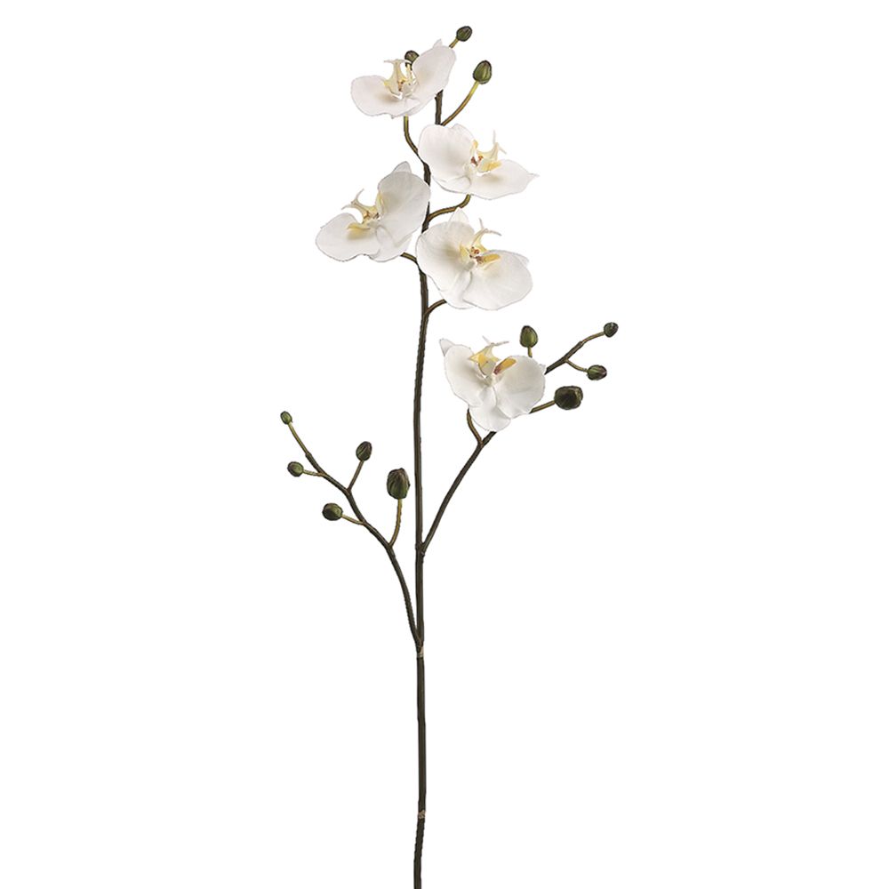 34"PHALAENOPSIS ORCHID SP. WH