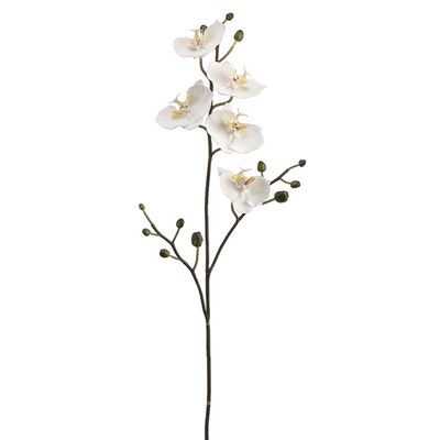34"PHALAENOPSIS ORCHID SP. WH