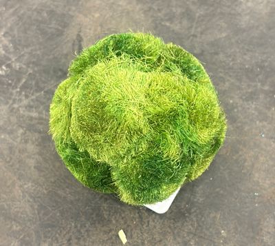 3" TEXTURED MOSS BALL