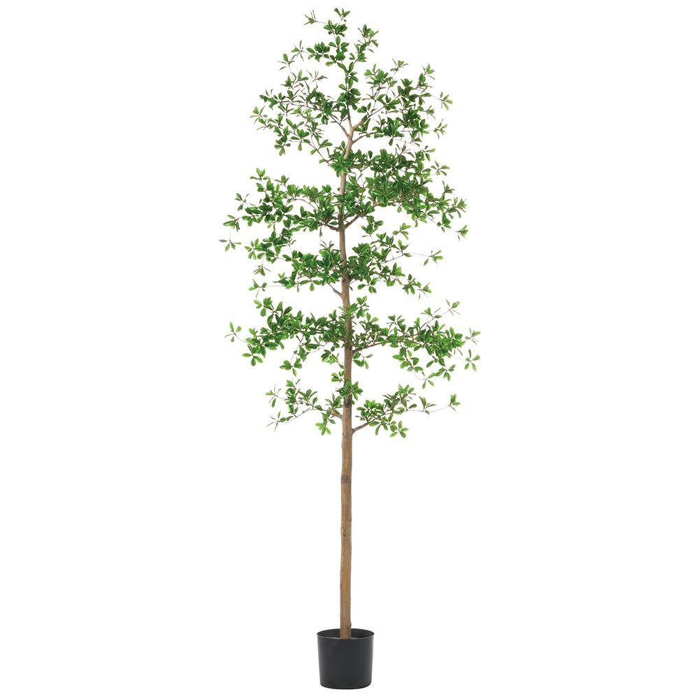 7'SHADY LADY TREE W/ST(P)(KD)