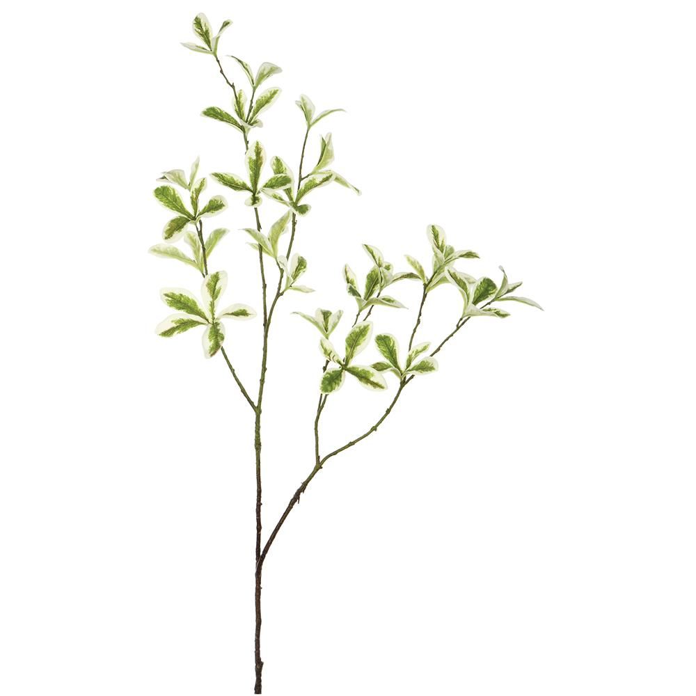 35.5" TERMINALIA MANTALY LEAF SPRAY GREEN VARIEGATED