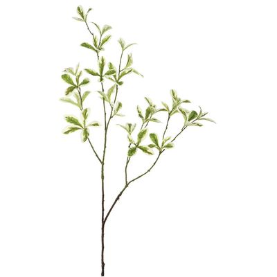 35.5" TERMINALIA MANTALY LEAF SPRAY GREEN VARIEGATED