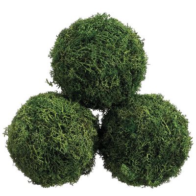 4.3" D PRE.SPHAG.MOSS BALL