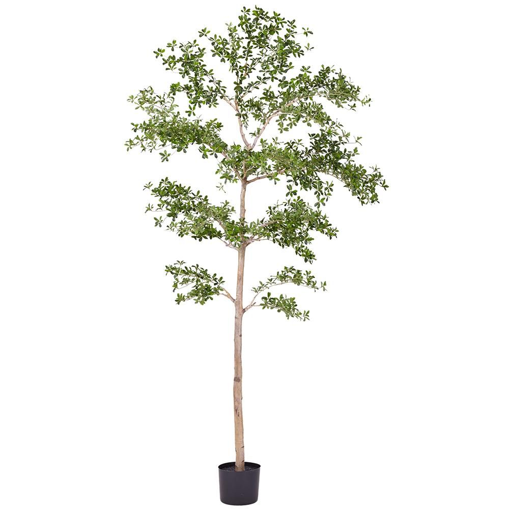 9' SHADY LADY TREE