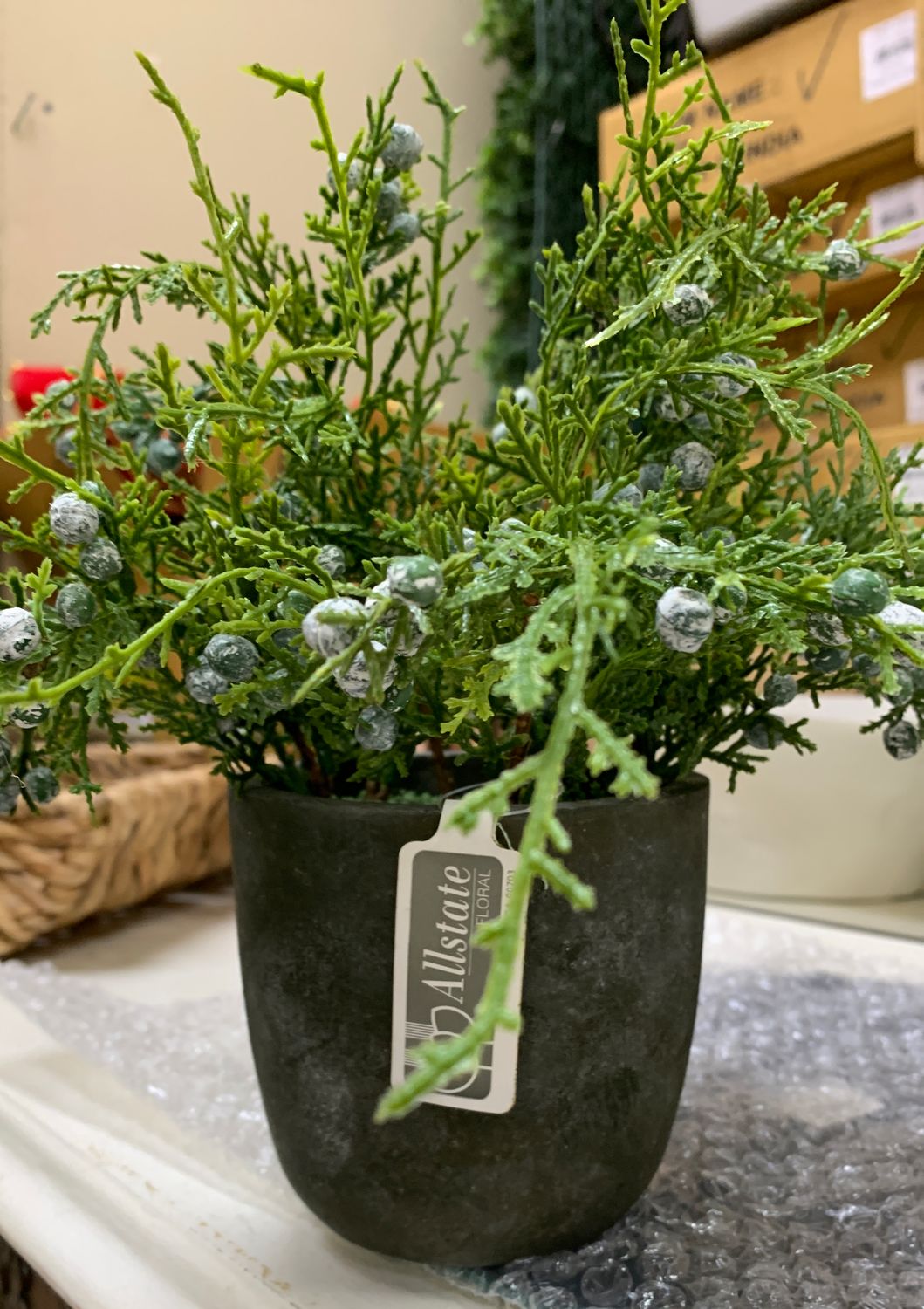 8” juniper w/berry in pot
