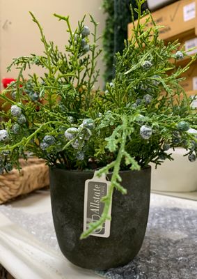 8” juniper w/berry in pot