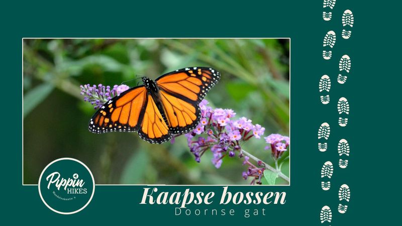 Zo. 3 aug &#39;25 | Kaapse Bossen | 12 km