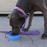 Collapsible Dog Bowl