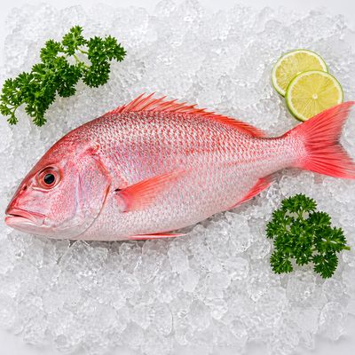 Poisson rose / LBS