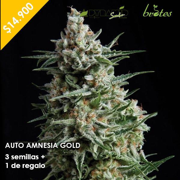 AUTO AMNESIA GOLD PYRAMID SEEDS