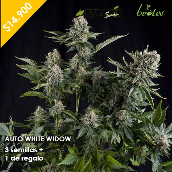 AUTO WHITE WIDOW