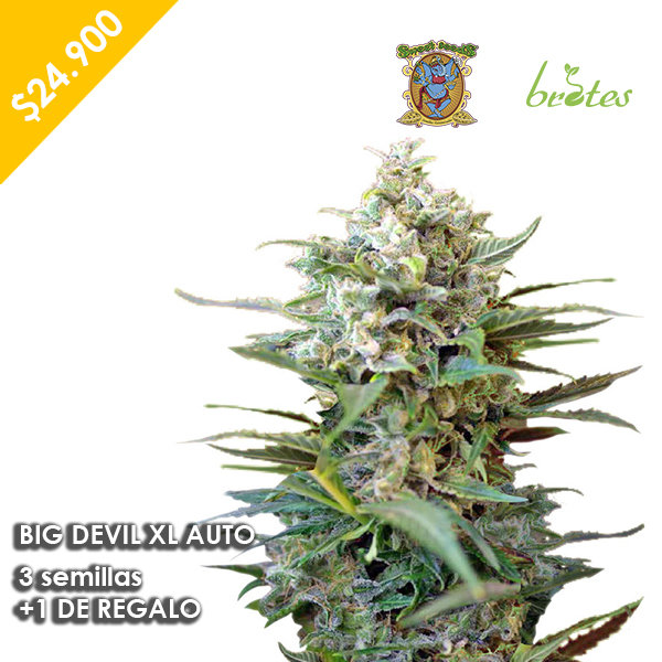 BIG DEVIL XXL AUTO SWEET SEEDS