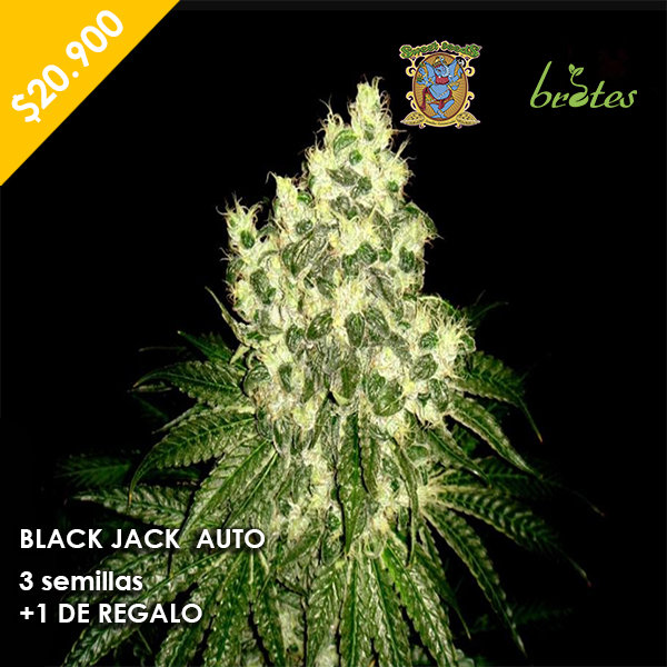 BLACK JACK AUTO SWEET SEEDS