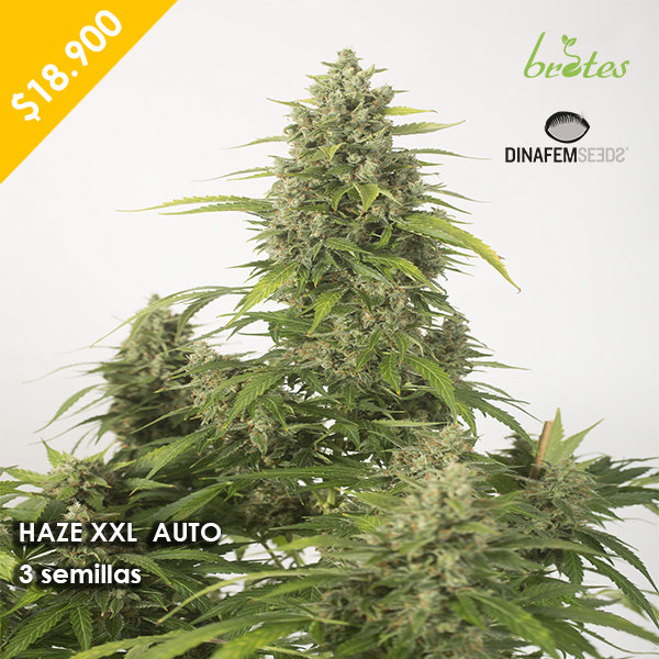 HAZE XXL AUTO DINAFEM SEEDS