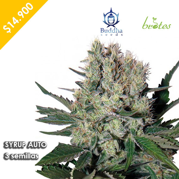 SYRUP AUTO BUDDHA SEEDS