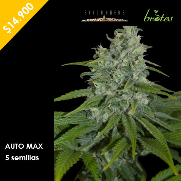 Semilla Cannabis Auto Max Seedmakers