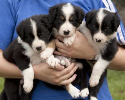 Filhotes de Border Collie