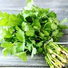 Cilantro Bunch - USA/MX