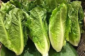 Lettuce - Romaine