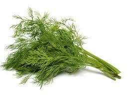 Dill bunch - US/MX
