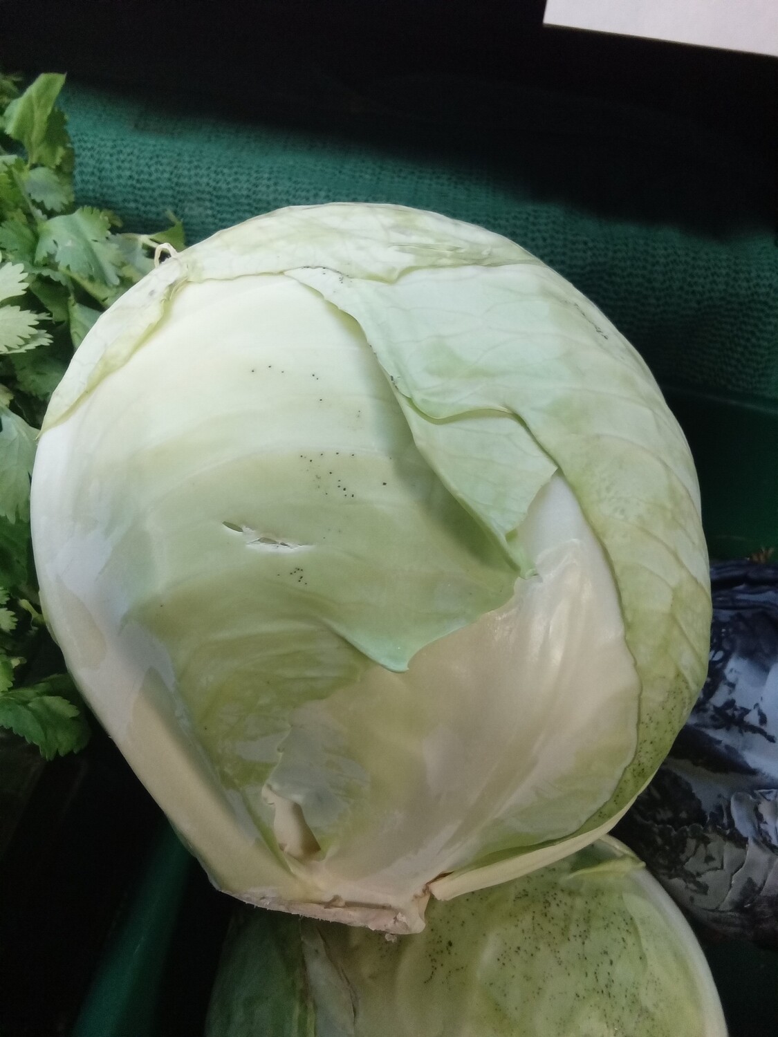 Green Cabbage
