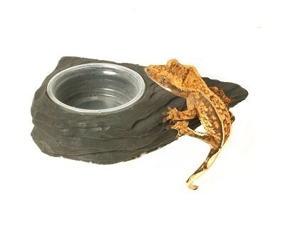 Mini Magnetic Gecko Feeder Ledge
