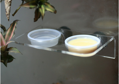 Pangea Acrylic Magnetic Gecko Ledge Small - Large