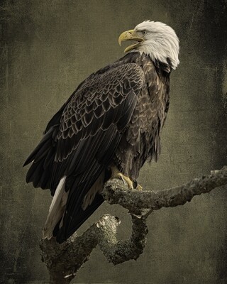 11x14 Maryland Eagle