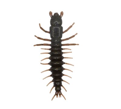 Nikko Hellgrammite 3” Mudbug