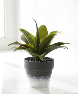 Small Decorative Plant w/ Planter