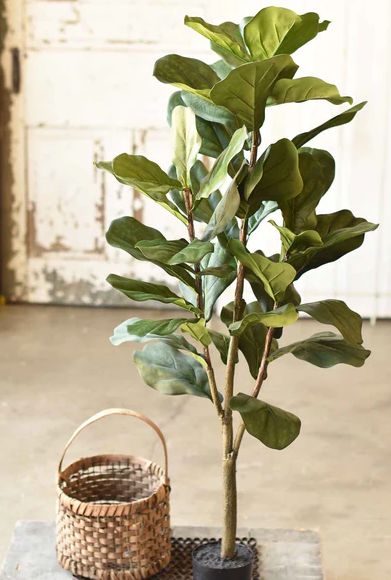 Fetching Fiddleleaf Fig Tree 4’