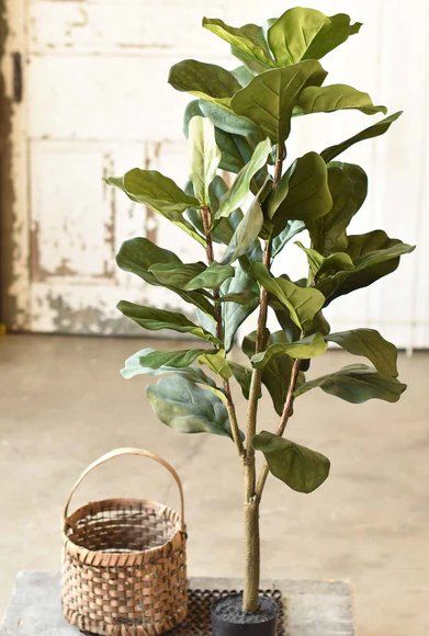 Fetching Fiddleleaf Fig Tree 4’