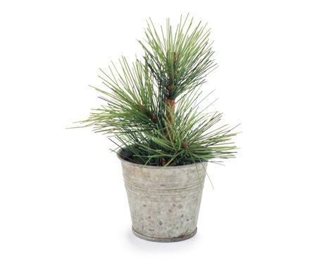 Mini Pine Tree in Tin Pot 4"x4"x6"