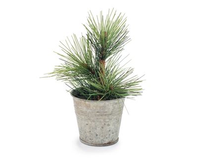 Mini Pine Tree in Tin Pot 4"x4"x6"
