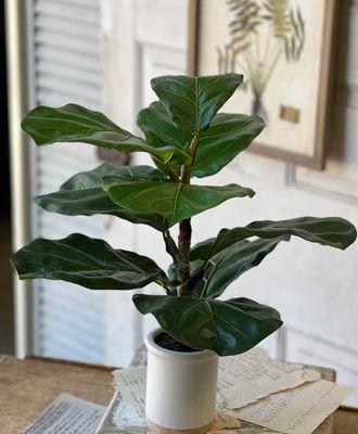 Potted Fiddle Leaf Fig 23"