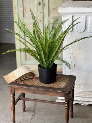Kimberly Stand Up Fern Potted 28”